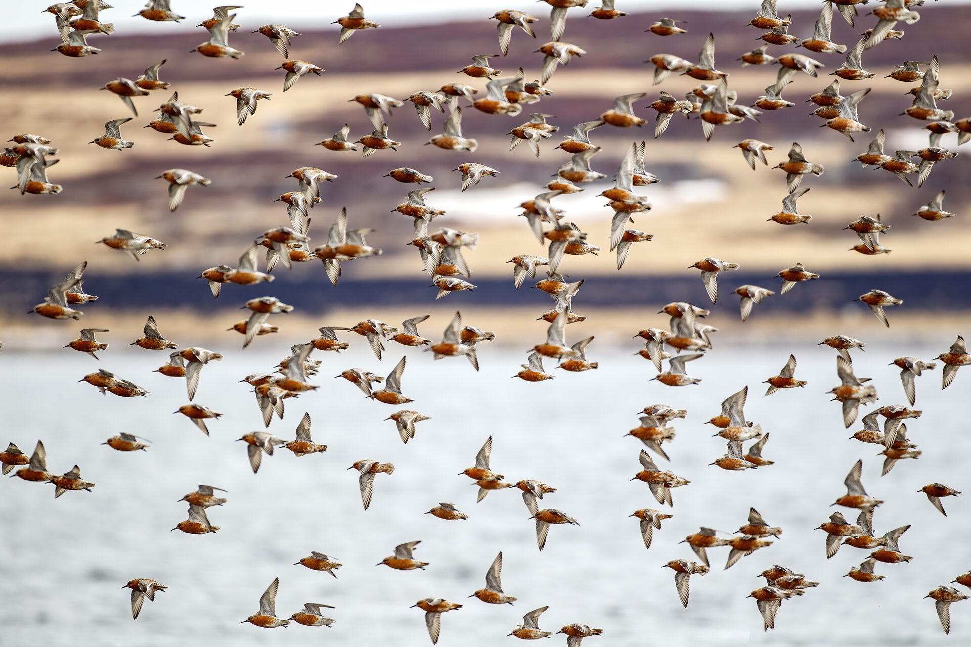 Red Knot, Snettisham